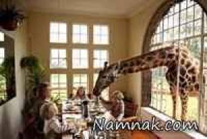 عجیب ترین حیوانات خانگی دنیا